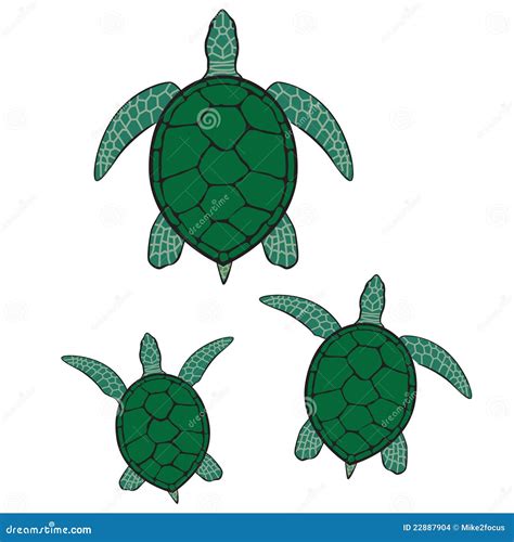 Green Sea Turtle Drawing