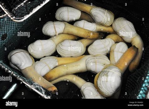 Image result for Alive Shellfish