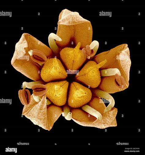 Flower, coloured scanning electron micrograph (SEM). Seen within the ...