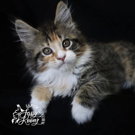 Computer Lesson Science 的图像结果