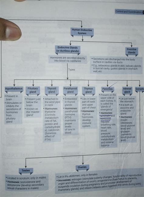 name endocrine gland and hormones - Brainly.in