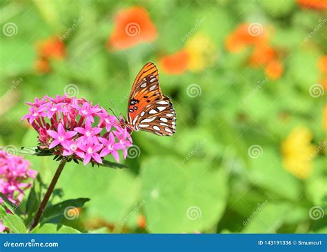 Gulf Fritillary Butterfly Also Known As Agraulis Vanillae Stock Photo - Image of meadow, floral ...