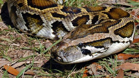 Image result for Python for Data Science Freecodecamp