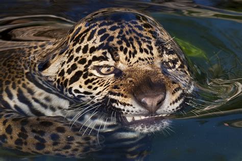 Jaguar Cat - Jaguar Reintroduction Plan In Argentina Represents Rare ...
