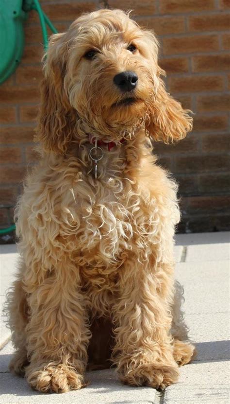 Image result for Cockapoo Adult Dogs