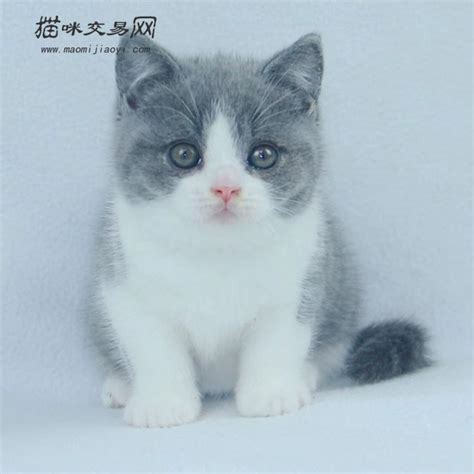 纯种英短蓝猫矮脚布偶宠物幼猫金银渐层蓝白活体成年小猫眯_虎窝淘