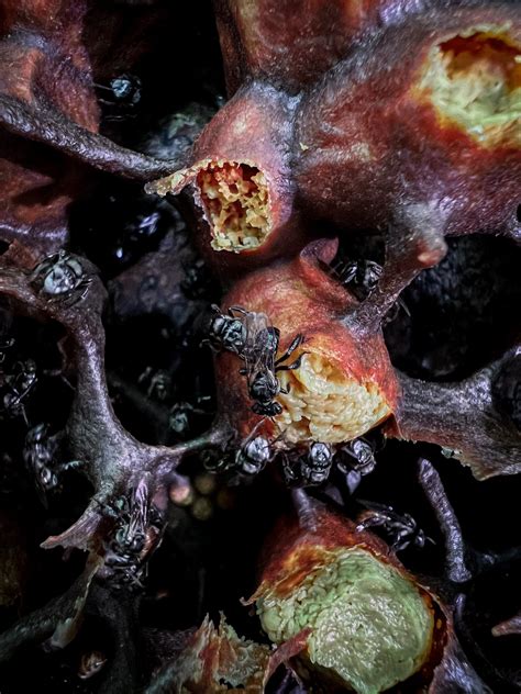 Vulture Bees | 10 Facts On This Carnivorous Bee! | BeesWiki