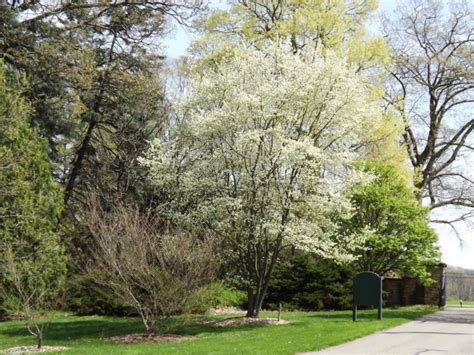 Amelanchier canadensis - shadblow serviceberry, Canadian serviceberry ...
