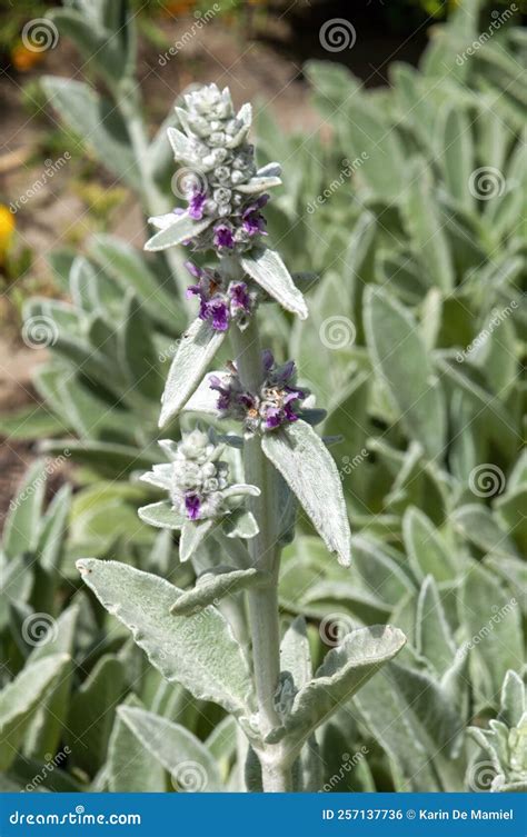 Flower Stem of a Lamb`s-ear Ground Cover Stock Photo - Image of ears ...