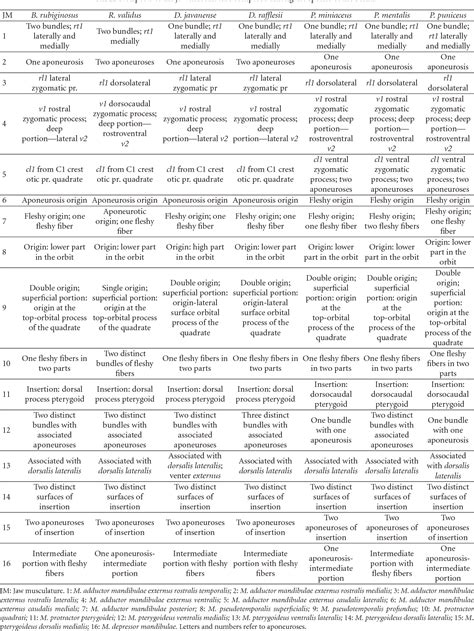 Superficial layer of levator palpebrae superioris | Semantic Scholar