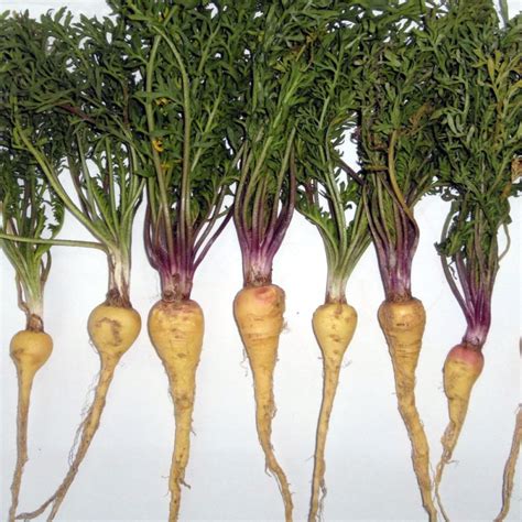 Image result for Maca Tree