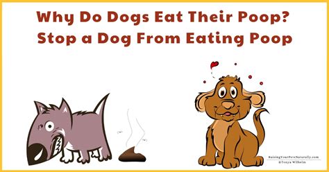 Image result for How to Stop Dogs from Eating Poop