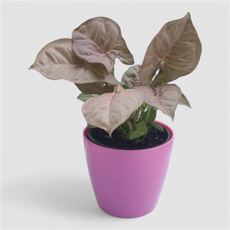 Pink Syngonium Plant by Orchid N Petals