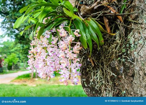Wild orchid flower stock photo. Image of flora, garden - 97390012
