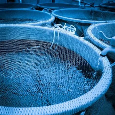 Bioclean Aqua Hatchery - Bacterial Culture Aqua Probiotics for Fish and ...