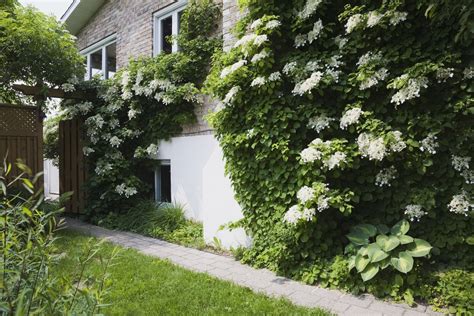 Climbing Hydrangea: Plant Care & Growing Guide