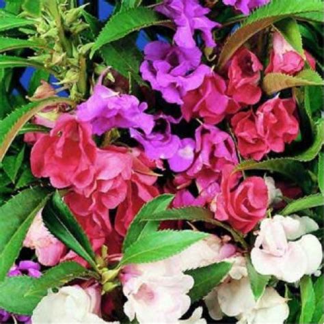 Buy Balsam Tom Thumb Mixed Summer Flower Seeds