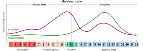 Fertility Cycle Graph 的图像结果