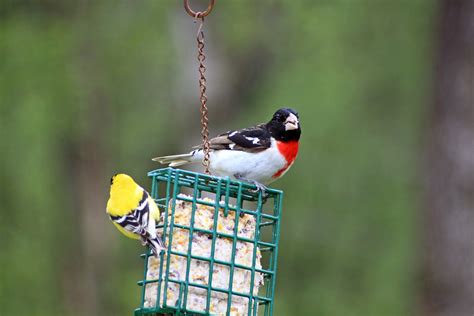 Southern California Suet Guide: Which Birds Eat Suet, and Why? – Chirp Nature Center
