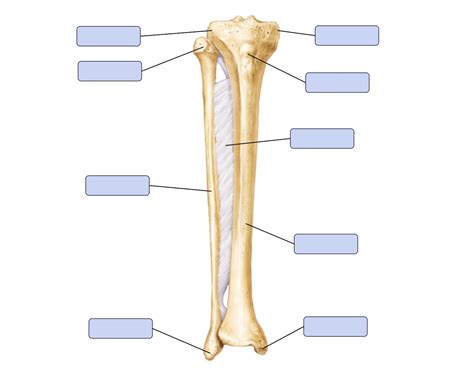 Tibia and Fibula Bones Quiz