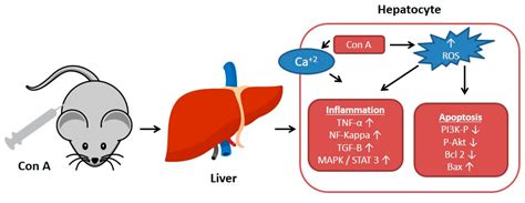Summary of Natural Products Ameliorate Concanavalin A-Induced Liver ...