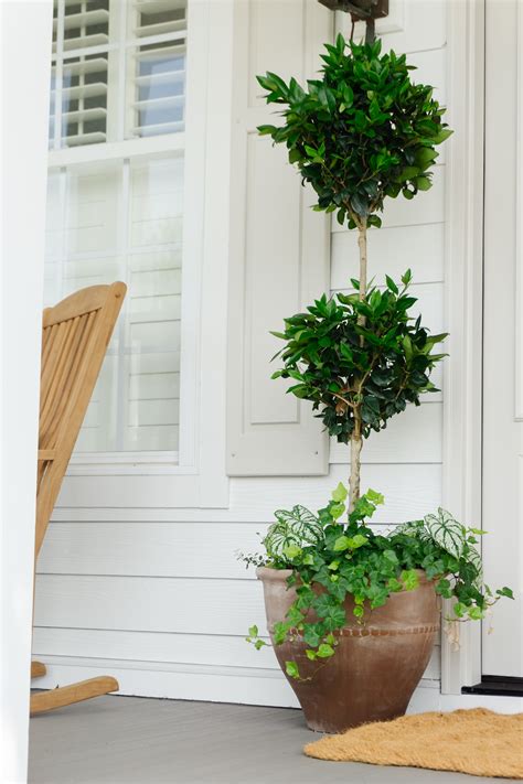 Wax Leaf Ligustrum