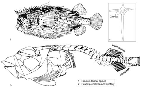 The Exploitation of Toxic Fish from the Terminal Pleistocene in ...