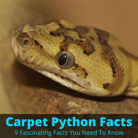 Image result for Carpet Python