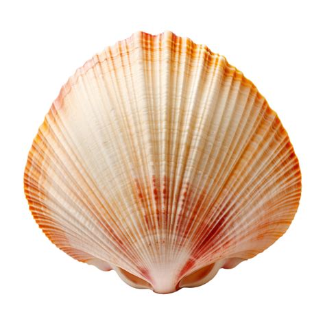 Image result for Empty Shell PNG