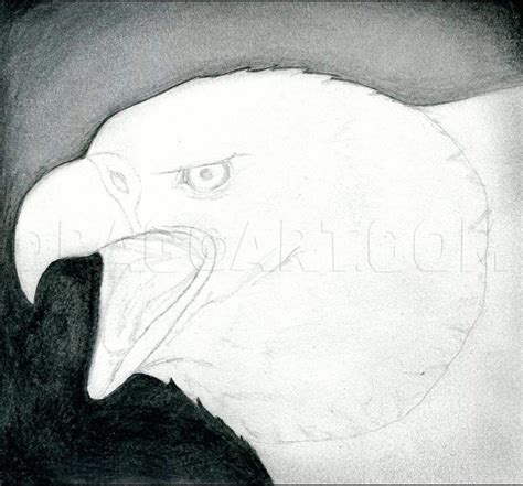 Eagle Draw How Bald 的图像结果