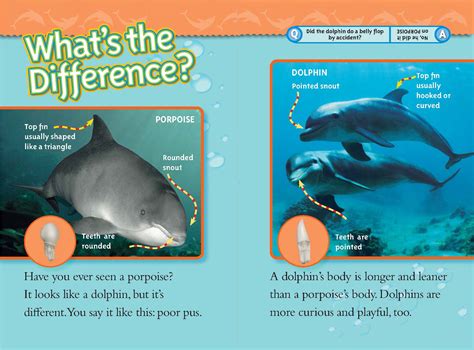 Porpoise Vs Dolphin Dolphins And Porpoises Of The World Round Beach