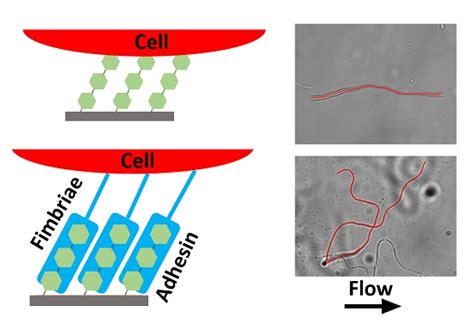 Influences of Adhesion Variability on the “Living” Dynamics of ...