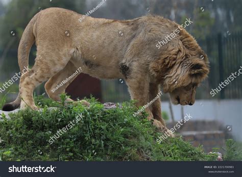 6,596 Leão Adulto Filhote Images, Stock Photos & Vectors | Shutterstock