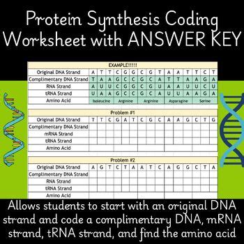 Image result for Protein Synthesis Race Answer Key