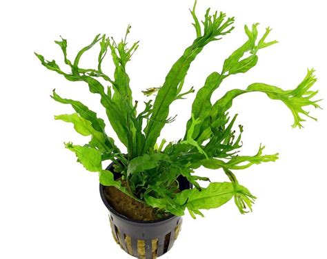 Image result for Windelov Java Fern
