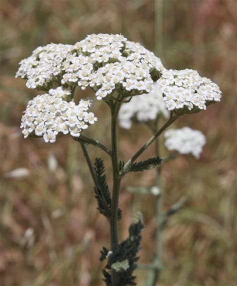 Beauty Of Flowers: Common Yarrow