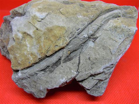 What Are Trace Fossils