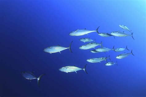 Wildlife Wonders: Animals In Madeira To Look Out For (With Photos)