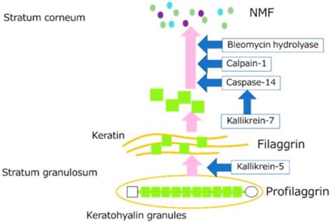 New Functions of Low-Molecular-Weight Hyaluronic Acid on Epidermis ...