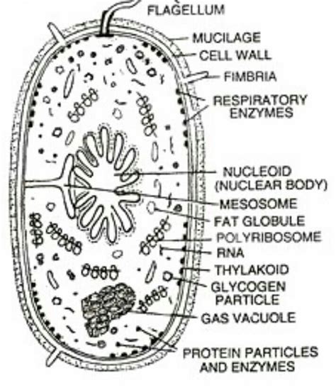 diagram of prokrayotic and eucrayotic cell - Brainly.in