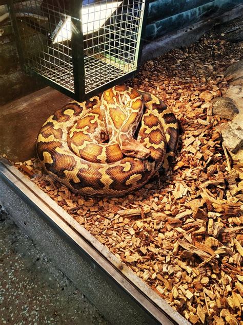 Image result for Zoo Burmese Python Snake