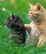Image result for Really Cute Cats and Kittens