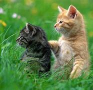 Image result for Cutest Kittens