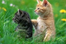 Image result for Cute Kitten Desktop