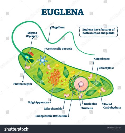 807 Euglena Algae Images, Stock Photos & Vectors | Shutterstock