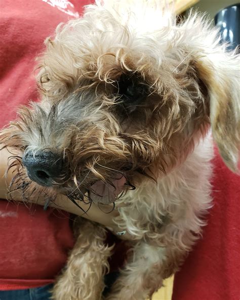 Madison Oglethorpe Animal Shelter: P.L.A.Y. Pet Beds Grant Report ...