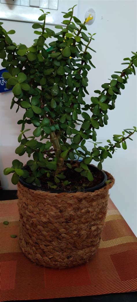 HabereIndia Pure Jute Indoor planters Online from Habere India/Indoor ...