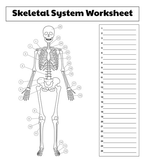 College Anatomy Worksheets Muscles - 10 Free PDF Printables | Printablee | Basic anatomy and ...