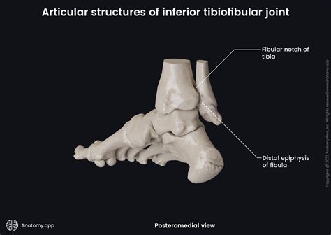 Proximal And Distal Tibiofibular Joint