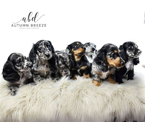 Apply for a Puppy | Autumn Breeze Dachshunds - Reputable Miniature ...